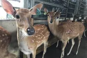 颱風夜不速之客！竊賊潛入鹿園抱走2小鹿　1隻成年公鹿遭捆綁…警鎖定嫌犯追查