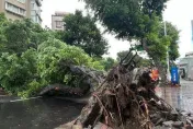 卡努災情/士林「大樹突倒塌」！地磚爆裂雙向管制中