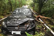 卡努災情/三芝路樹倒塌來不及閃　賓士車頭遭大樹壓毀