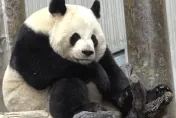 胖熊貓打嗝「全身肉都在抖」！網笑：好想給他拍拍嗝