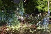 快訊/卡努颱風入夜風力增強　北市晚間2處路樹倒塌無人傷