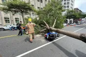 影/禍從天降！台南路樹遭強風摧殘突倒塌　騎士經過遭重砸