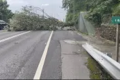 影/驚險影片曝！國3 福德隧道口6米巨樹倒塌　自小客駛出煞不住撞上
