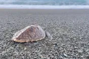 蘭嶼海龜產卵期！玳瑁遭繩網纏身受困　專家揭陸地「光害」是最大威脅