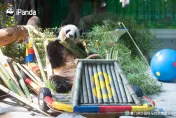 熊貓生日竟送「豪華跑車」！網笑翻：熊貓也要比排場？