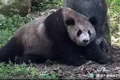 全黑的熊貓你看過嗎！金嘟嘟「挖煤變黑熊」　竟是圓仔小6歲的姑姑
