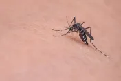 颱風效應！蚊蟲卵恐增近萬顆　專家：台南登革熱「病媒蚊陽性率增5％」