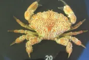澎湖出現「超毒螃蟹」！1隻可毒死500人　入口即往生