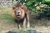 最準時的打卡鐘！壽山動物園獅子「每天4：50」互提醒下班　大貓呢喃影片曝