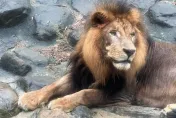 影/大貓超療癒！獅子關園前「獅吼像狂催促」　壽山動物園遊客笑：想下班了