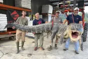 美國密西西比州出現「360公斤超巨鱷魚」　4名獵人耗時7hr成功抓上岸