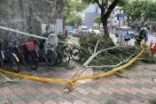 快訊/北捷六張犁站旁「營區樹木斷裂」女路人被砸傷　資通電指揮部道歉了