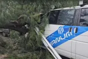 海葵颱風/竹南假日之森「百年木麻黃」轟然倒　壓毀路邊廂型車