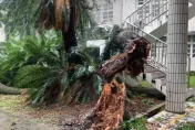 海葵颱風/玉里高中20年老樹不支倒塌　所幸停班停課無人受傷