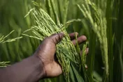 印尼乾旱致稻米產量下降　總統佐科威擔憂恐面臨糧食危機