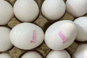 竹市營養午餐即起禁用液蛋　衛生局加強稽查市售蛋品