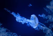 雖然「無腦」但不笨！科學家發現水母具備快速學習、短期記憶能力