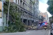 小犬颱風/暴風狂吹！台中多處路樹倒塌　轎車、鐵皮屋全遭殃
