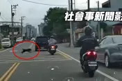 有夠衰！新竹騎士遭「黑狗竄出來」撞倒摔車　後車曝畫面揪飼主