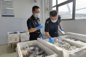 廣州海關查獲違法外來物種「惡魔蟹」　數量多達「5380隻」