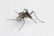 被蚊子咬「拍死」病菌恐竄全身！專家揭「4類人」最容易被叮