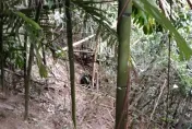 苗栗果園傳出「低吼」！驚見「超萌小黑熊」困陷阱　林業署動員搶救幼崽