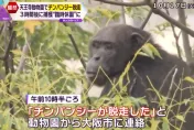 影/大阪動物園驚傳黑猩猩逃脫　獸醫遭咬臉受傷園方緊急疏散遊客