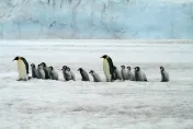 H5N1禽流感病毒入侵南極威脅企鵝　科學家憂「情況可能會迅速失控」