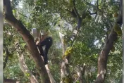 基隆2男拿布袋偷摘波羅蜜果遭法辦　波羅蜜樹驚人背景也曝光