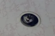 書店天花板偷藏「貓貓監視器」！萌露虎牙直盯客人　網笑：舉頭三尺有貓咪