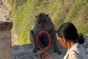 影/峇里島旅遊遭聰明野猴搶手機　她無奈奉上「2顆蘋果」當贖金