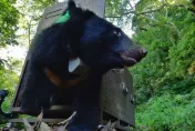 影/野放黑熊發出死亡訊號　保育員尋獲脫落頸圈判無恙