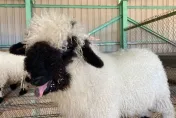 世上最可愛的小羊徵婚囉！清境農場1歲黑鼻瓦萊羊30萬標售