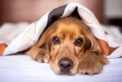 美國犬隻爆發呼吸道疾病疫情　部份病例36小時內轉重症...抗生素也無效