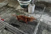 影/台南寵物店凌晨大火！全面燃燒　25隻萌犬成焦屍、倖存臘腸奪門保命
