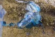 嚇死人！沙灘驚見「藍色塑膠袋」　竟是世界第3毒僧帽水母