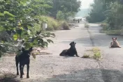 影/帶打狗棒防身！竹北浪浪聚集追車狂吠　網憂「喪屍犬」追咬誰負責