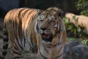新竹動物園老虎「六福」睡夢中離世！享年18歲、園方不捨發聲了