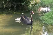 台中秋紅谷「4隻黑天鵝寶寶」消失！疑遭肉食性魚類吃掉