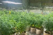 查獲量4年暴增8倍　非一般植物！「大麻」成癮性比安非他命還強
