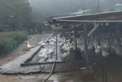 苗栗養鵝場爆H5N1禽流感　1800隻白鵝全數撲殺