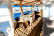 屏東3羊隻染「人畜共通」布氏桿菌　疾管署匡列4牧場人員