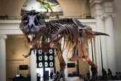 恐龍也挑食！考古學家研究發現暴龍專挑喜歡部位吃　胃裡「只有後腿」