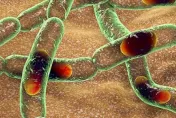 今年第5種「嚴重傳染病」爆發　WHO：疫情已從非洲擴散到歐洲
