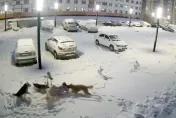 影/俄羅斯9歲女童走在街上　遭流浪狗群「圍攻撕咬1min」重傷送醫