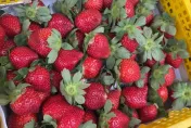 影/草莓季開跑！蟲害肆虐每台斤價格飆500元　盛產時間曝光