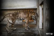 瘦到不成虎樣！泰國老虎遭不當圈養　餓成皮包骨慘況令人心碎