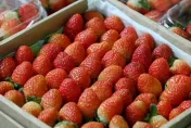 日本草莓「頻卡關」乾脆放寬！　食藥署預告「4種農藥殘留容許量」