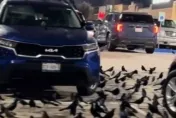 末日來臨？上百隻烏鴉包圍停車場　尖叫、按喇叭都不離去