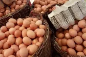 恐搶先全球過「剩蛋日」！政府錯估禽流感疫情　農業部回應了
